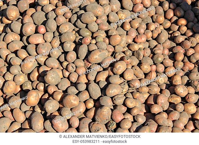 Pile of potatoes stored in cellar. Harvest potatoes lies in cellar. Agricultural products