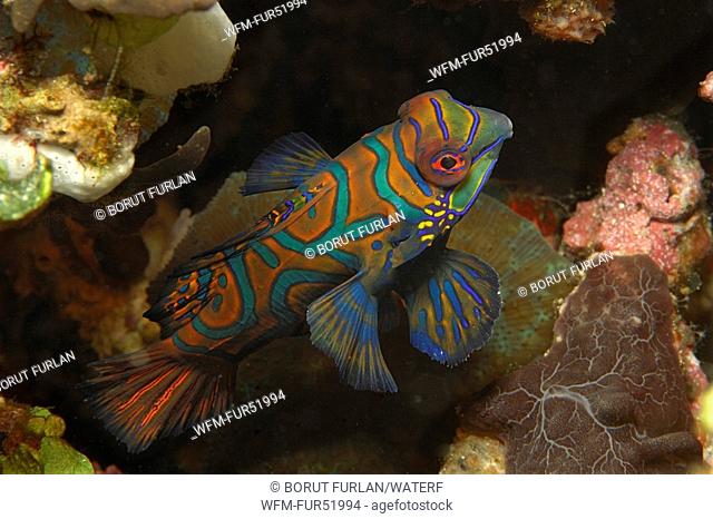 Mandarinfish, Synchiropus splendidus, Alor, Lesser Sunda Islands, Indo-Pacific, Indonesia