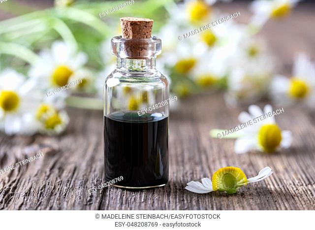 A bottle of dark blue German chamomile essential oil with a fresh halved Matricaria recutita flower