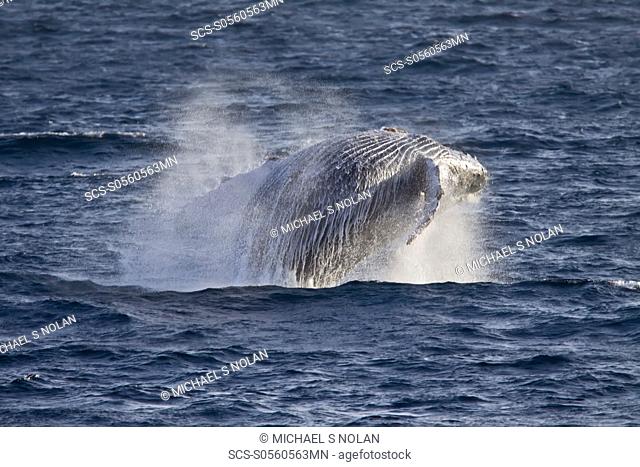 Humpback whale Megaptera novaeangliae breaching in the lower Gulf of California Sea of Cortez, Baja California Sur, Mexico