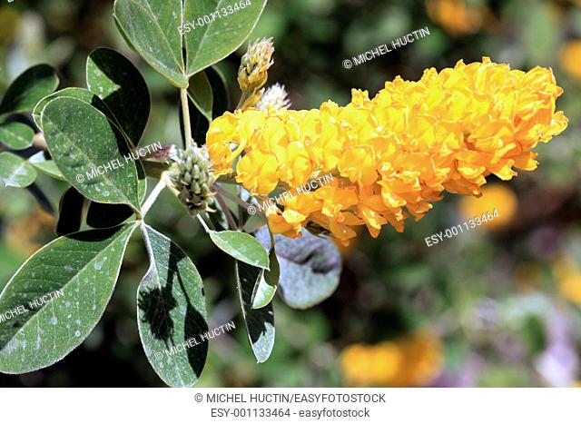 pineapple broom or leaf shrub Cytisus battandieri silky-silver, flowers have a perfume of pineapple