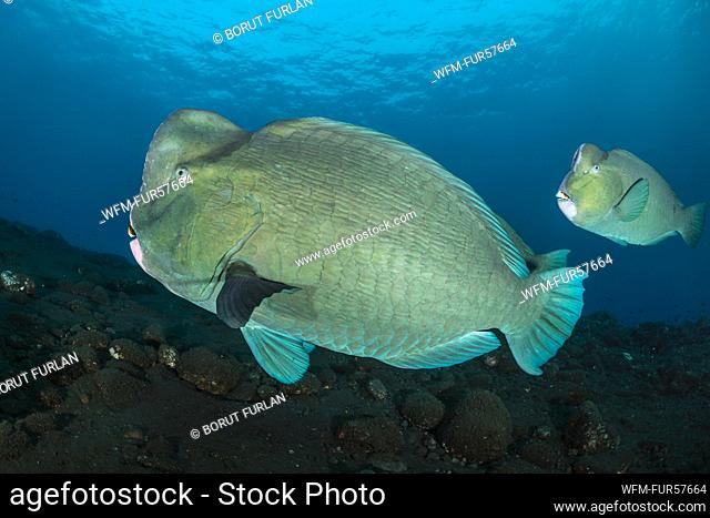 Green Humphead Parrotfish, Bolbometopon muricatum, Bali, Indonesia