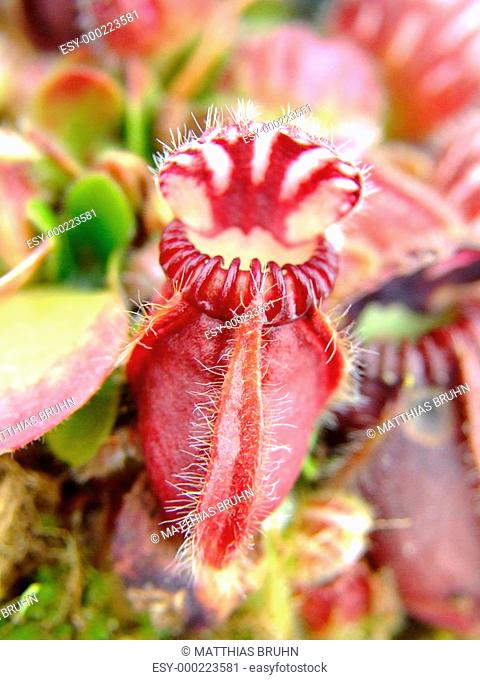Cephalotus - Fleischfressende Pflanze