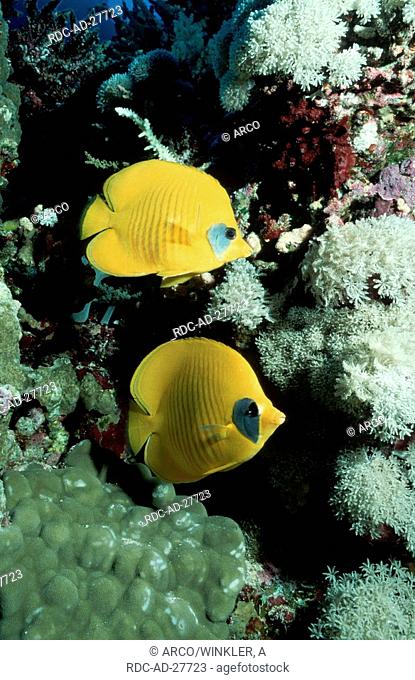 Masked Butterfly Fish, Red Sea, Sudan, Chaetodon semilarvatus