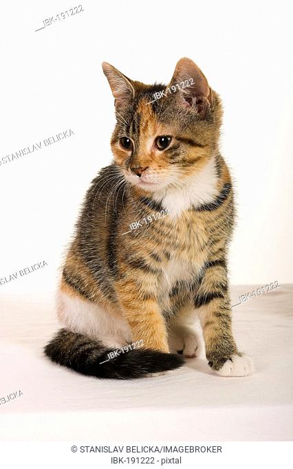 Tiger cat portrait