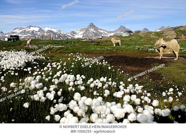 Sledge dogs, Tasiilaq, Ammassalik, East Greenlad, Greenland