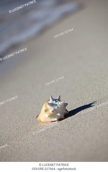 Beach seashell