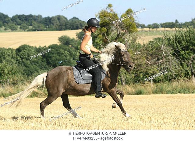 riding a gaited horse