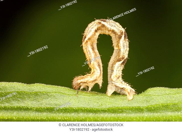 Common Tan Wave Moth Pleuroprucha insulsaria caterpillar larva, West Harrison, Westchester County, New York, USA