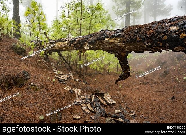 Fallen canary island pine (Pinus canariensis) in cloud forest, El Hierro, Canary Islands, Spain, Europe
