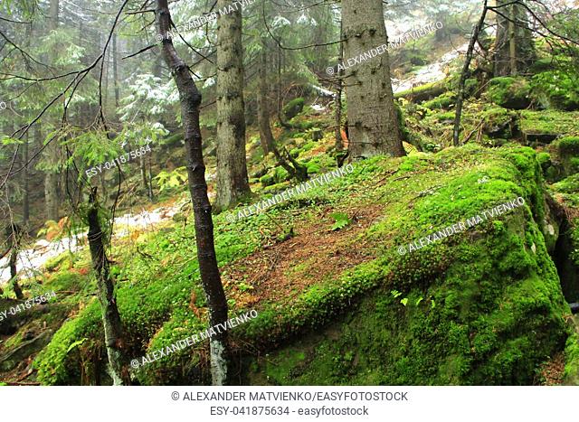 Big stone stone overgrown with green moss in dense forest. Evergreen wood. Mountain forest in dense mist. Evergreen forest with big spruces and mossy stones