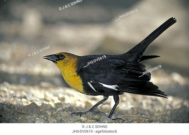 Yellow headed Blackbird Xanthocephalus Sonora Desert Arizona USA