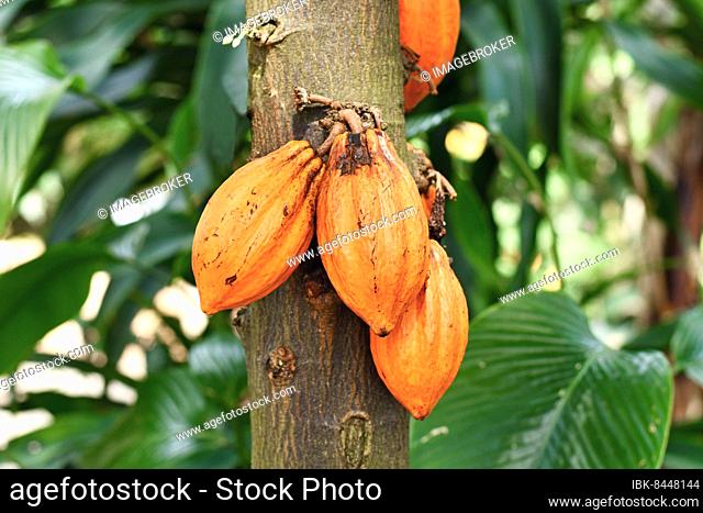 Orange cocoa beans hanging on 'Theobroma Cacao' Cacao tree