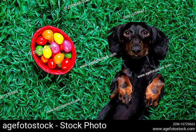 funny happy easter  dachshund sausage dog with a lot of eggs around and basket , sleeping resting and lies or lays on grass this holiday season