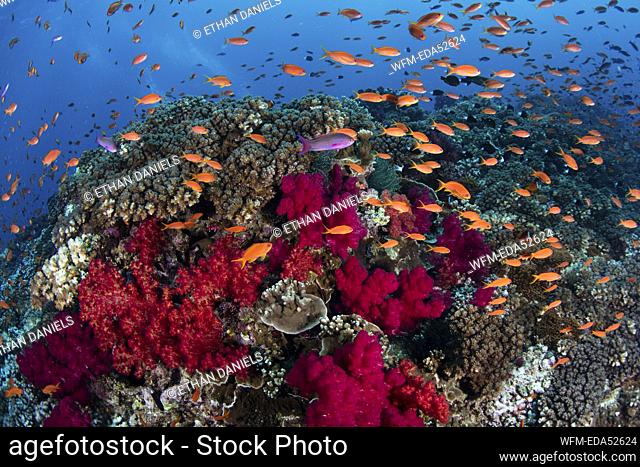 Lyretail Anthias over Coral Reef, Pseudanthias squamipinnis, South Pacific Ocean, Fiji