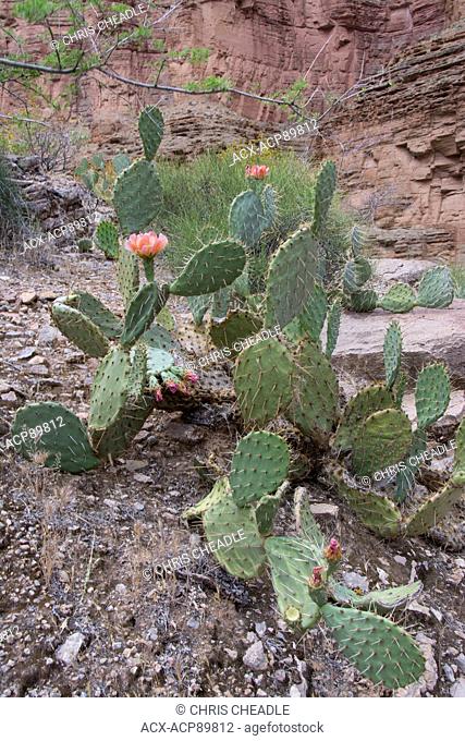 Prickly pear cactus,  Colorado River, Grand Canyon, Arizona, United States