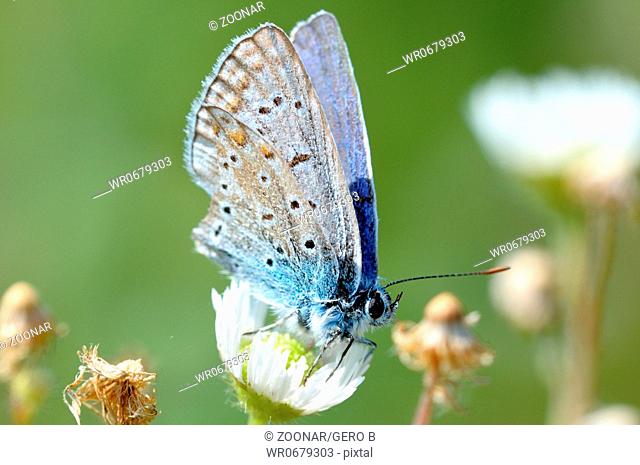 Butterfly - Large Blue