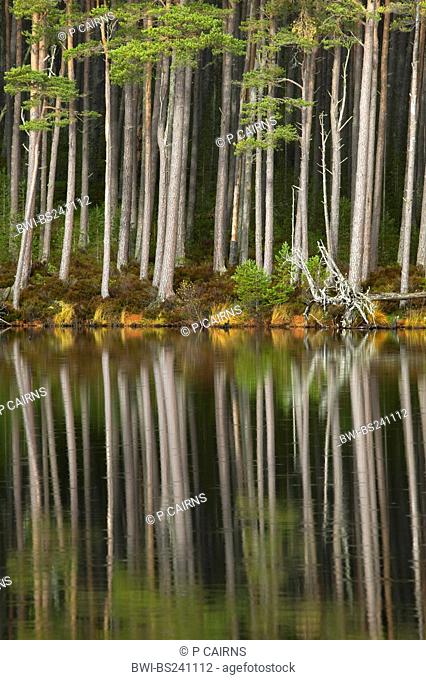 Scotch pine, scots pine Pinus sylvestris, forest standing at the shore of Loch Mallachie, perfectly reflected in the water, United Kingdom, Scotland