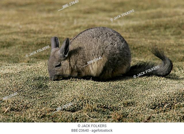 Viscacha (Lagostomus maximus)