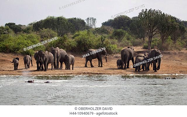 Africa, Uganda, East Africa, black continent, pearl of Africa, Great Rift, Queen Elisabeth, national park, nature, elephant, African elephant, mammal