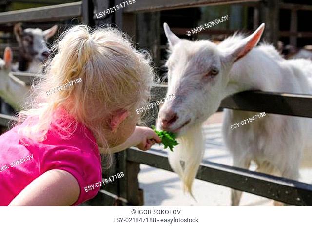 The little girl feeds goats on a farm