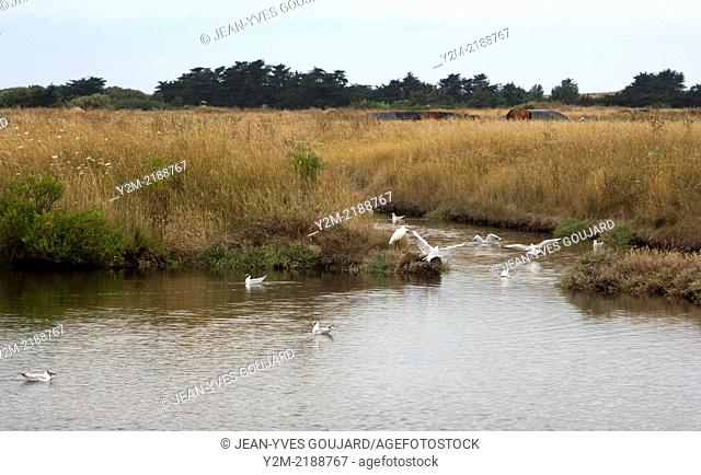Marsh on the island of Noirmoutier in France