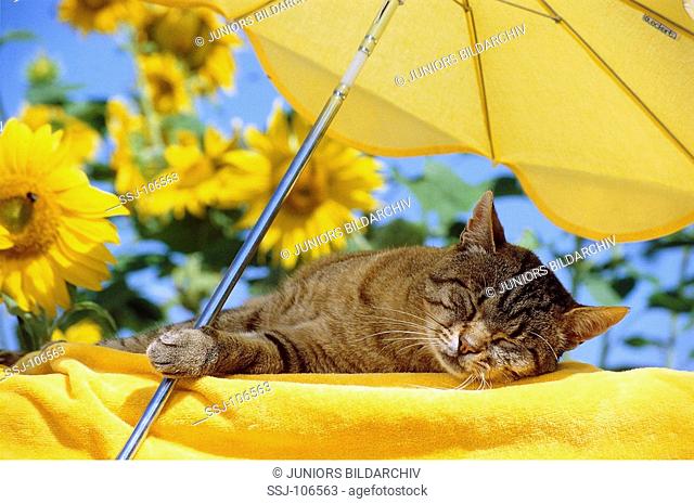 cat lying under sunshade