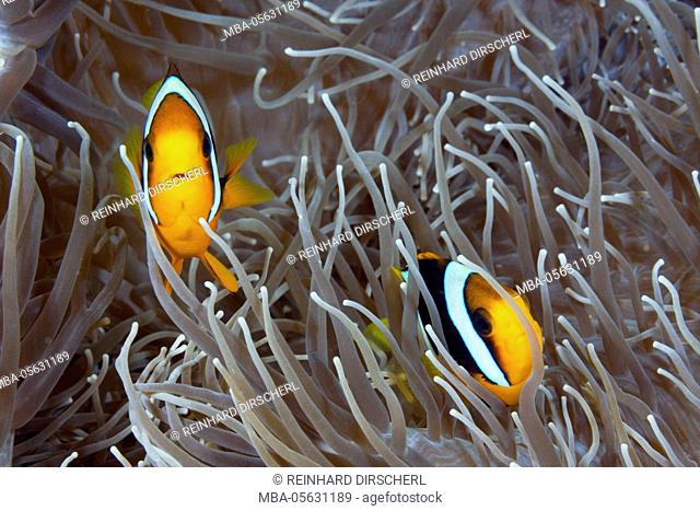 Couple Clarks anemone fish, Amphiprion clarkii, Florida Islands, the Solomon Islands