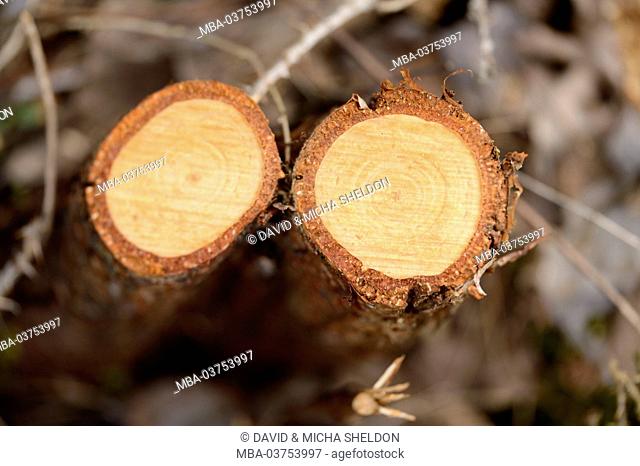 Slope birches, Betula pendula, logs, sawn