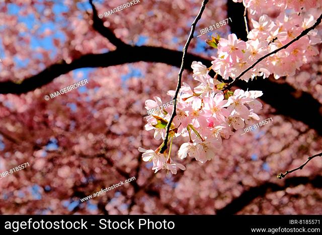 Cherry blossom (Prunus serrulata), close-up shot in Schwetzingen, Germany, Europe