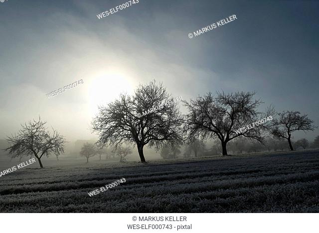 Germany, Baden-Wuerttemberg, Tuttlingen district, meadow with scattered fruit trees and wafts of mist