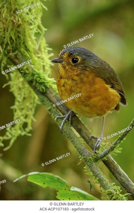 Slate-crowned Antpitta (Grallaricula nana) perched on a branch in the mountains of Colombia, South America