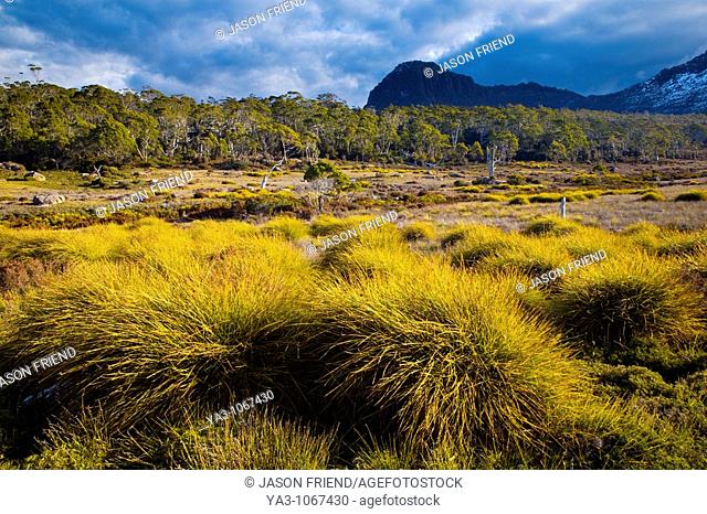 Australia, Tasmania, Cradle Mt - Lake St Clair National Park  Button grass and native bush and woodland