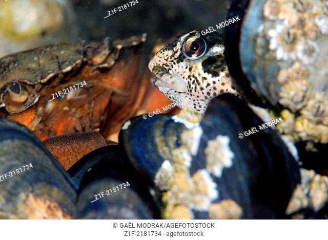 Green crab observing a pholis blenny seeking to take advantage of its meal relief through the mussels. Carcinus maenas and Lipophrys pholis