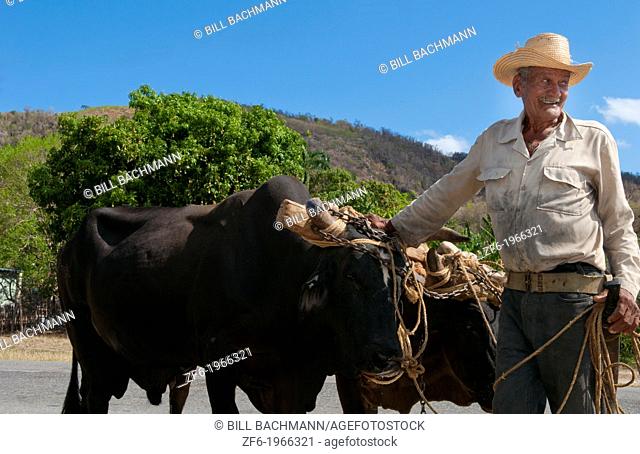 Cuba Cienfuegos old man cowboy portrait with oxen on side of road in farming area