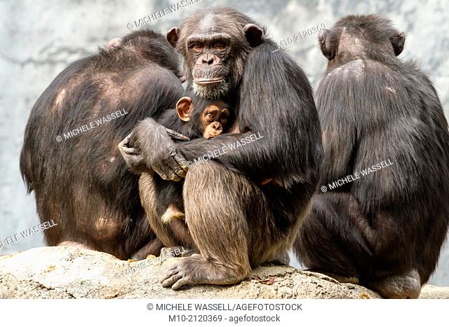 A mom Chimpanzee protecting her daughter during an insecure time
