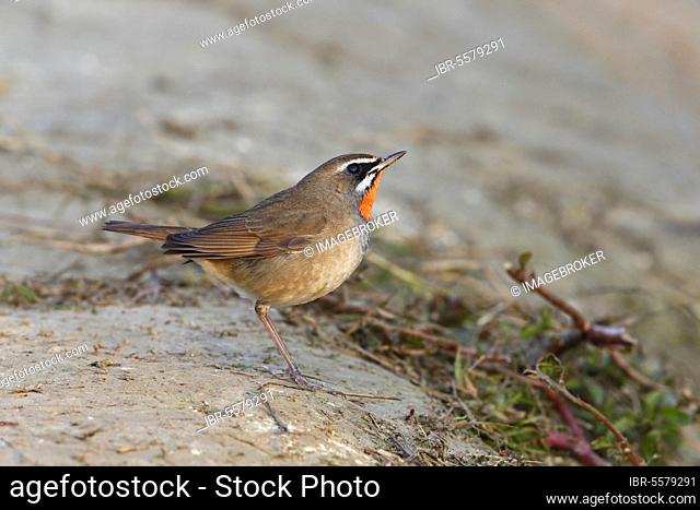 Siberian Rubythroat (Luscinia calliope) adult male, breeding plumage, standing on the ground, Long Valley, New Territories, Hong Kong, China, Asia