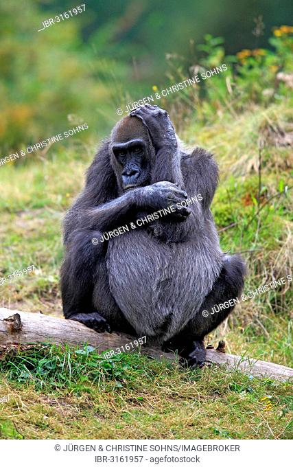 Western Lowland Gorilla (Gorilla gorilla gorilla), adult female, captive, Apenheul Primate Park, Apeldoorn, Gelderland, The Netherlands