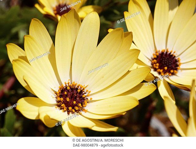 Glandular Cape marigold or Cape marigold (Dimorphotheca aurantiaca or Dimorphotheca sinuata), Asteraceae