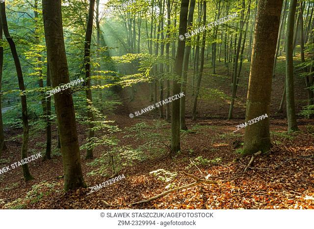 Autumn morning in the forest, Gdynia, pomorskie province, Poland