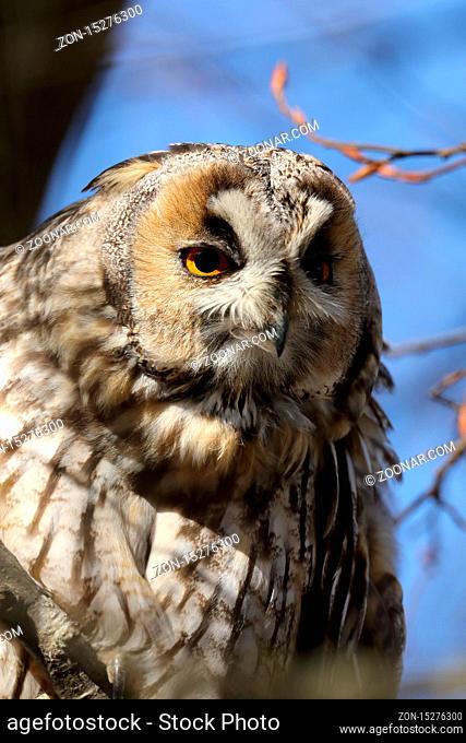 long-eared owl (Asio otus) sitting in tree, Germany