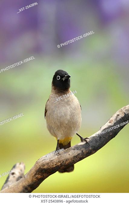 Pycnonotus xanthopygos, Yellow-vented Bulbul AKA White-Spectacled Bulbul, perched on a branch Photographed in Israel in April
