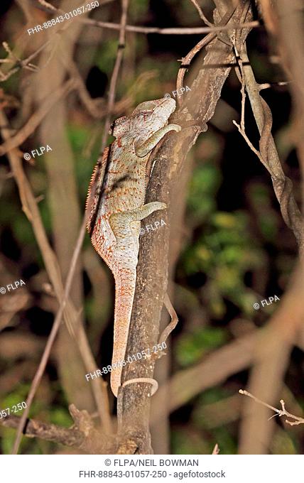Oustalet's Chameleon (Furcifer oustaleti) adult clinging to branch sleeping at night, Madagascan endemic Ampijoroa Forest Station, Ankarafantsika Reserve