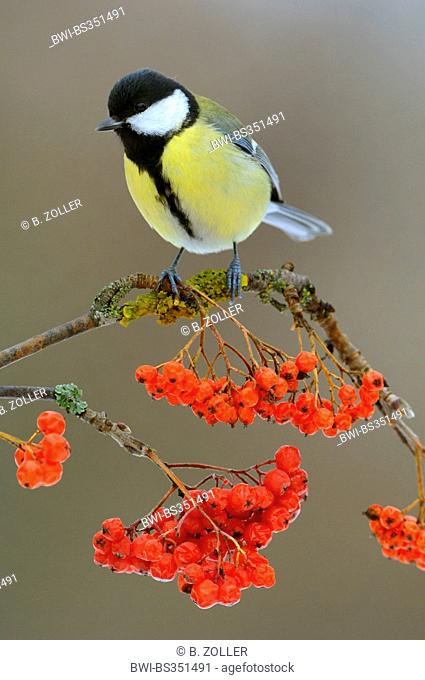 great tit (Parus major), sitting on a twig with ripe fruits