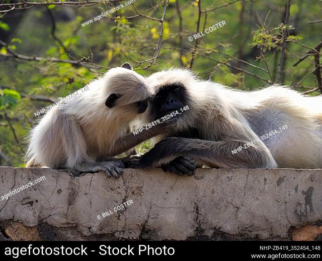 Northern Plains Grey Langur - adult and young Semnopithecus entellus Rajasthan, India MA003965