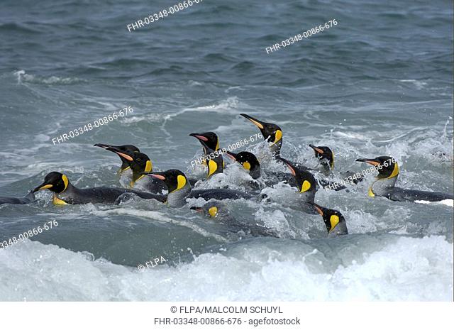 King Penguin Aptenodytes patagonicus adults, group swimming, St Andrews Bay, South Georgia