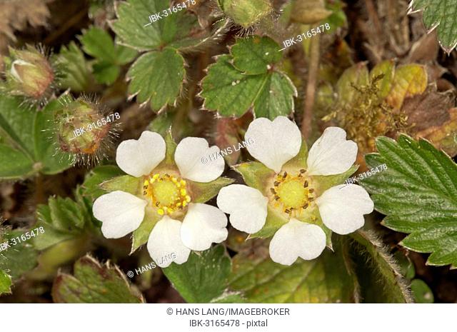 Blossoming Barren Strawberry (Potentilla sterilis), Untergröningen, Abtsgmuend, Baden-Württemberg, Germany