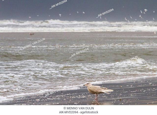 Iceland Gull, Larus glaucoides