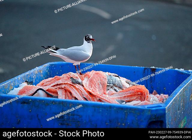 27 February 2023, Hamburg: A seagull stands in a garbage can on fish remains in front of the fish market Hamburg. Photo: Marcus Brandt/dpa
