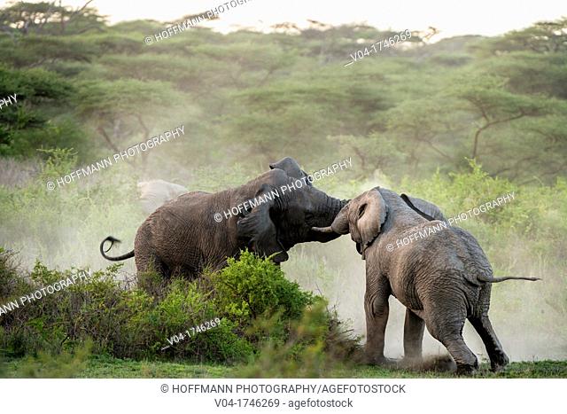 Two elephant bulls Loxodonta africana in musth fighting, Serengeti National Park, Tanzania, Africa